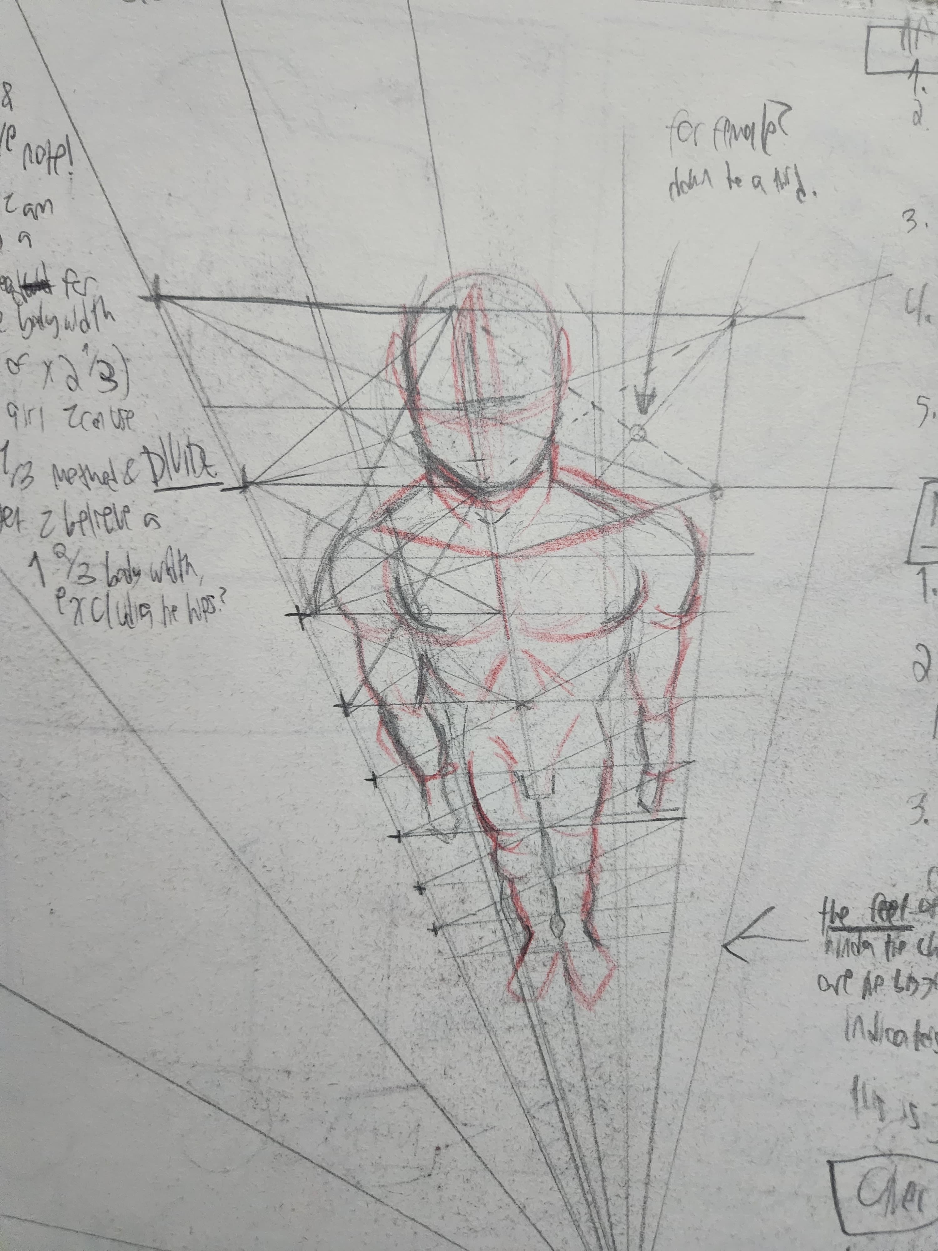 Anatomy study
