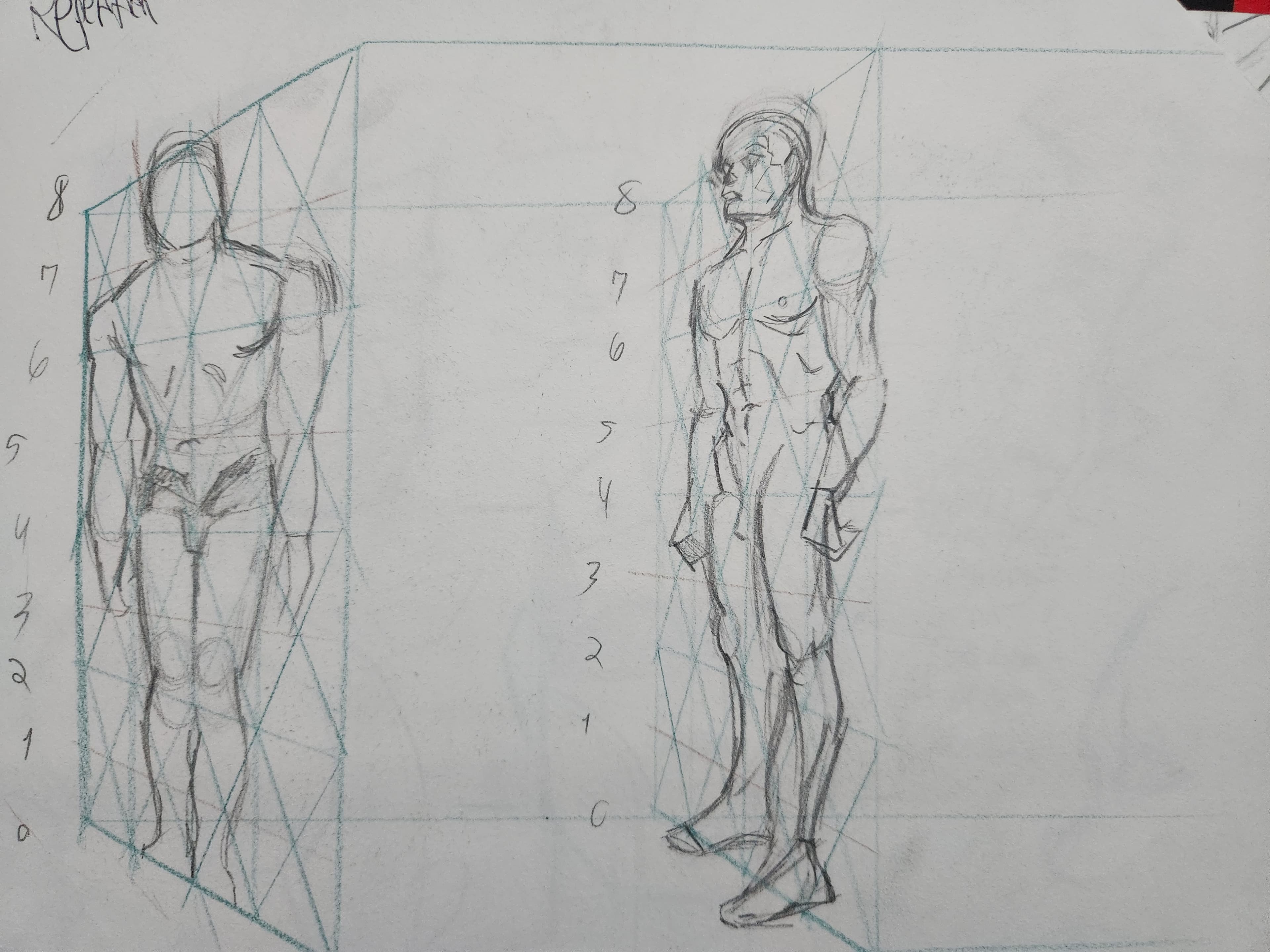 Anatomy study