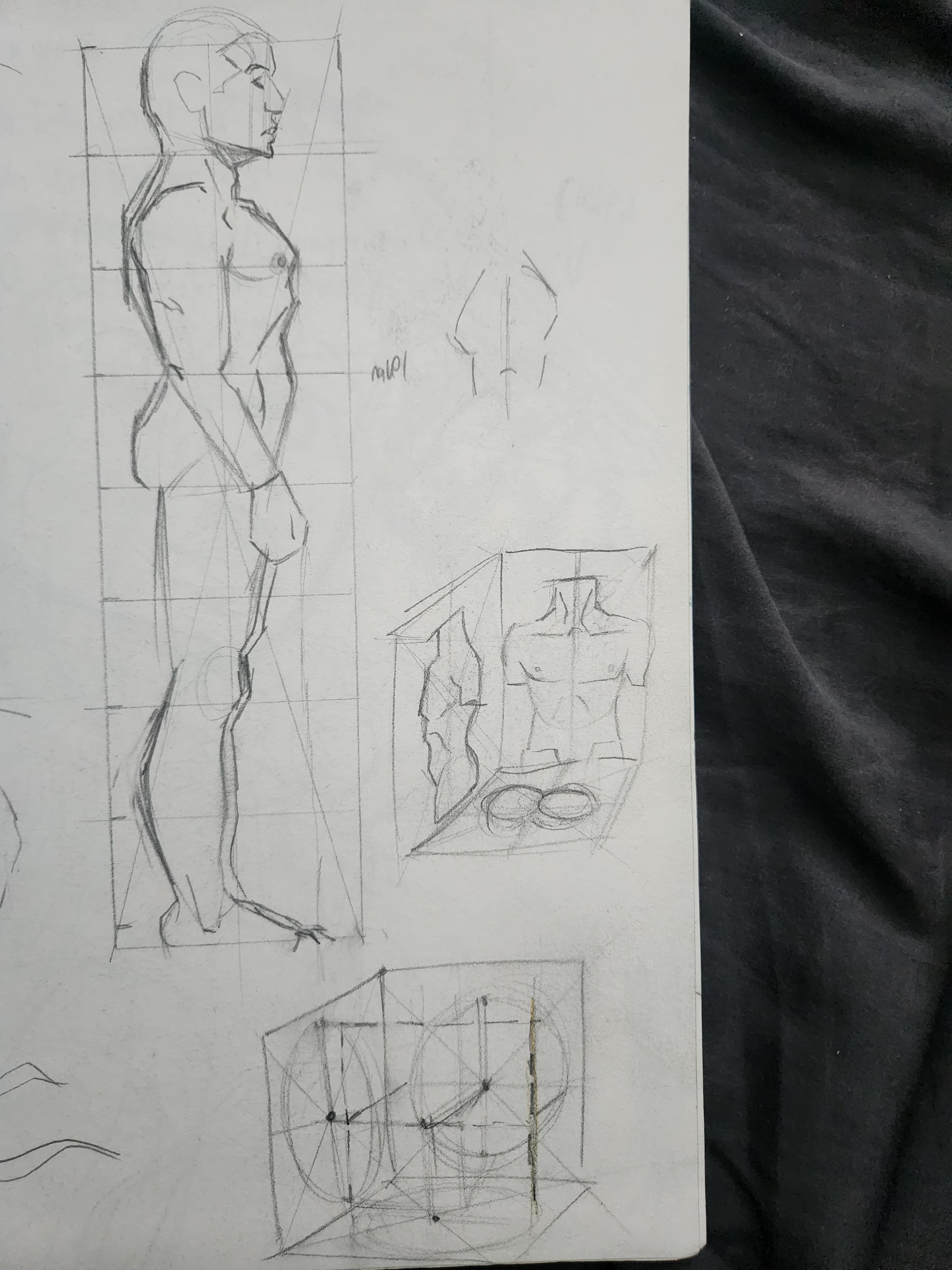 Anatomy study