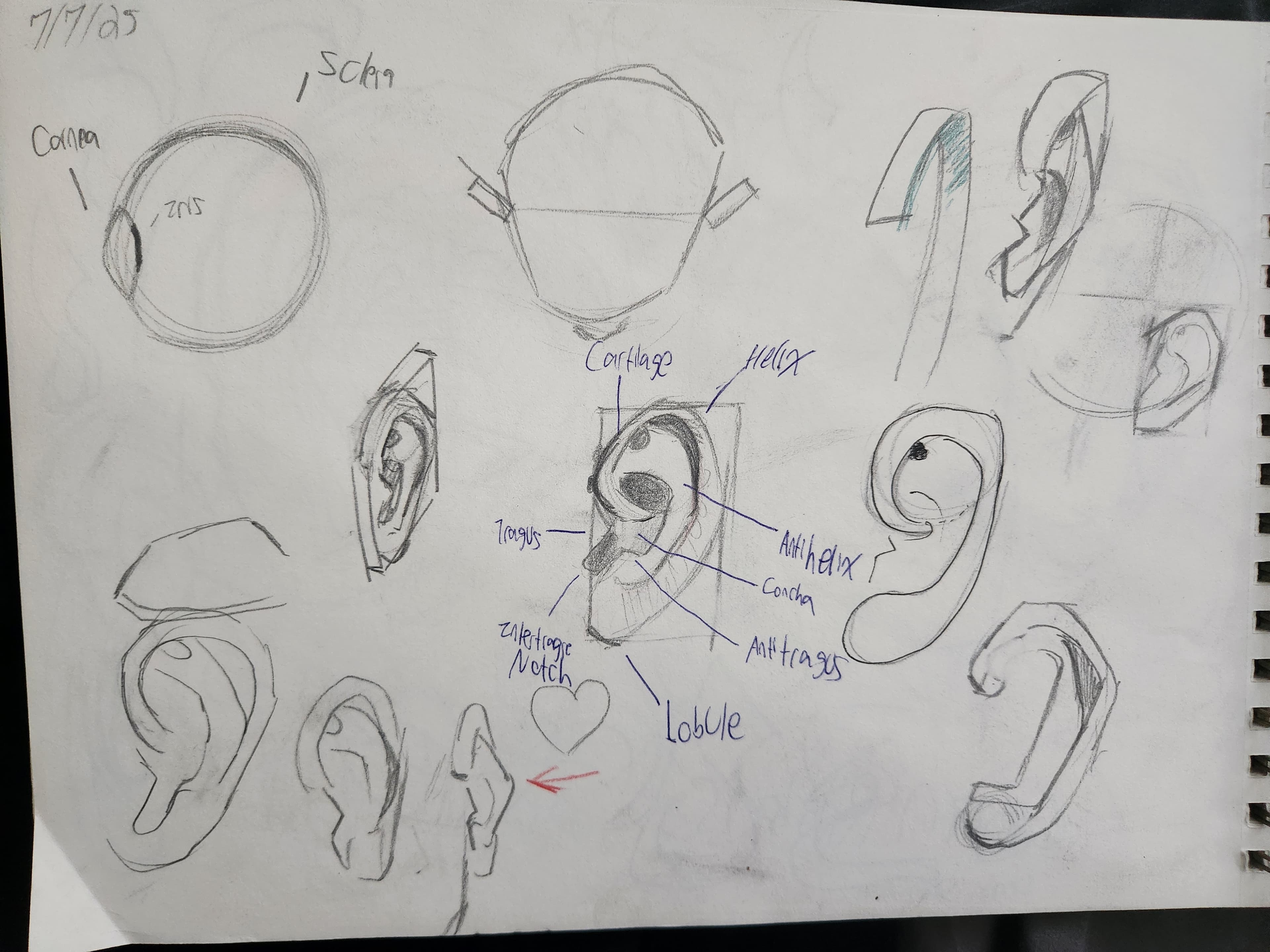 Anatomy study