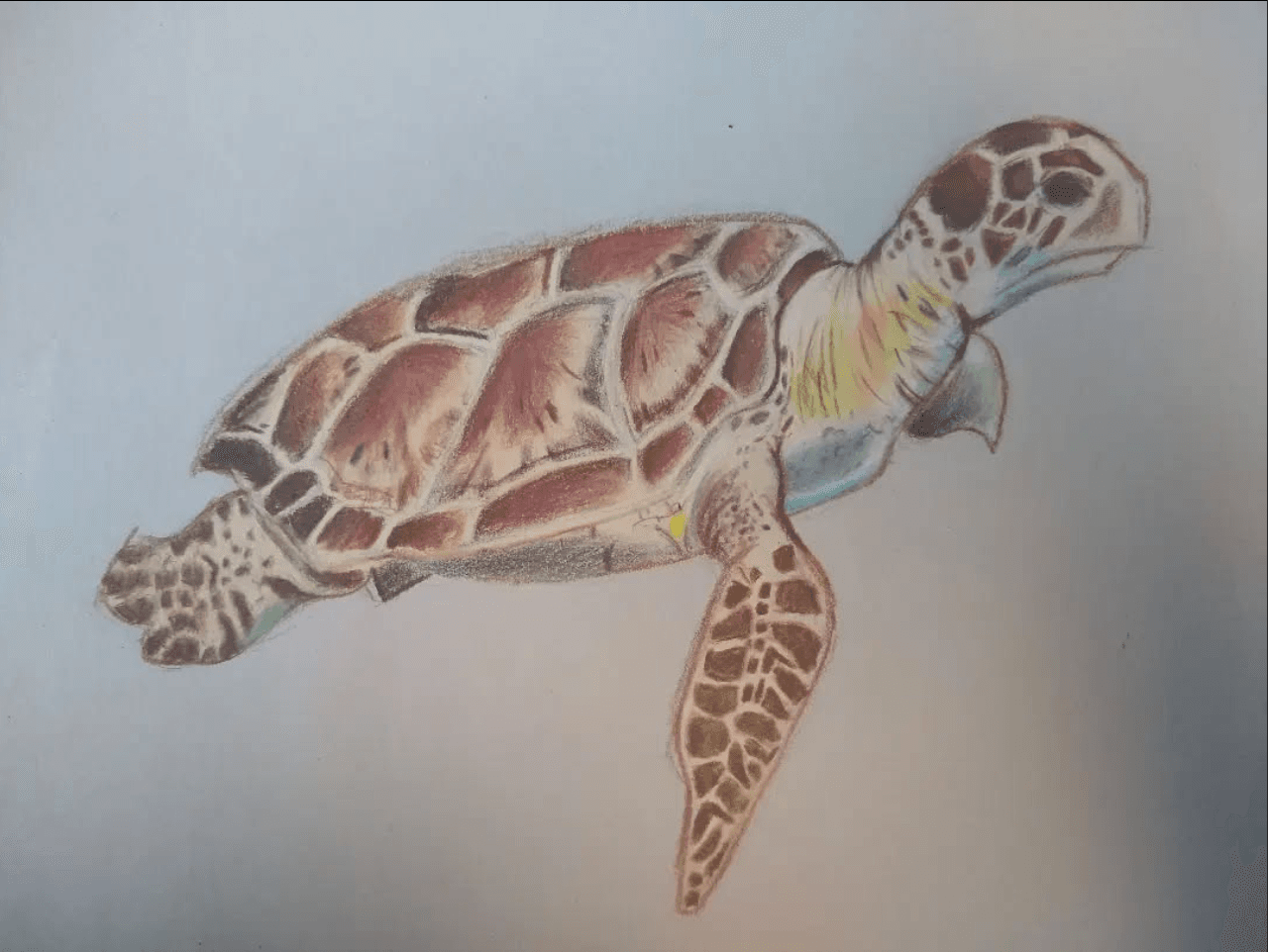 Colored pencil illustration of a sea turtle
